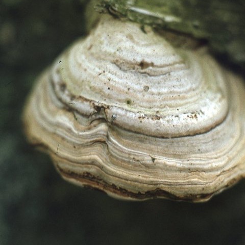 伞菌